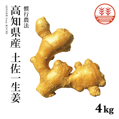 高知県産土佐一生姜4000g